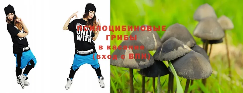 Псилоцибиновые грибы Psilocybe  Динская 